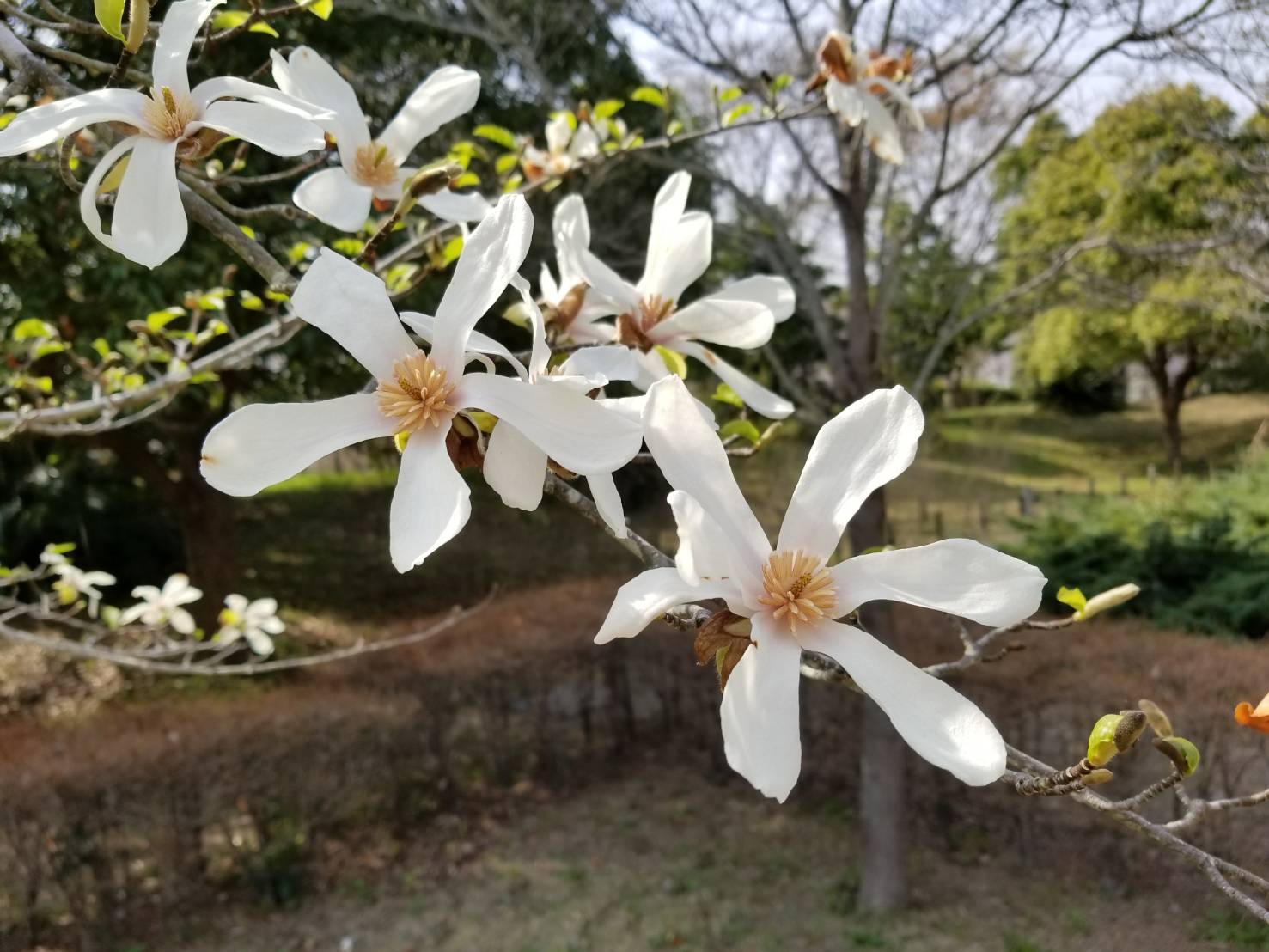 12緑の広場「こぶし」あぐ